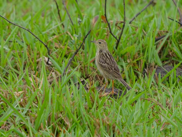 Gele pieper (Anthus lutescens)